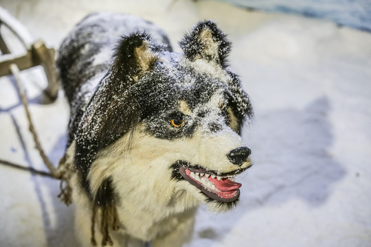 狗拉雪橇模型