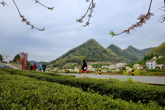 花香乡下