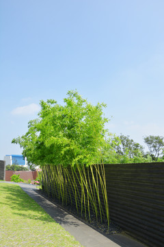 景观竹子