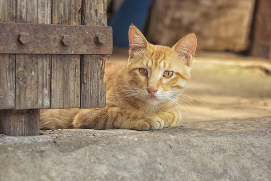 黄猫