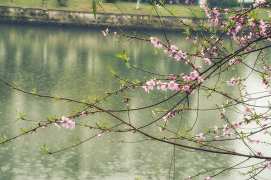 雨中桃花