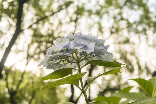 绣球花