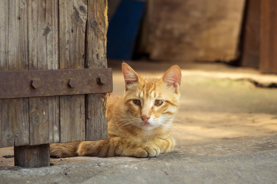 黄猫