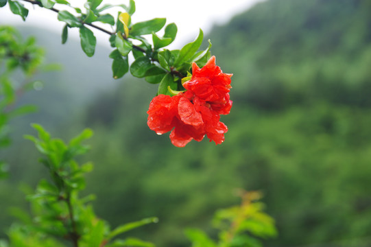 石榴花