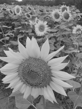 黑白向日葵花