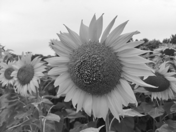 黑白太阳花