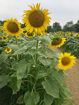 太阳花