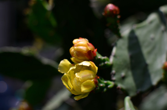 仙人掌开花