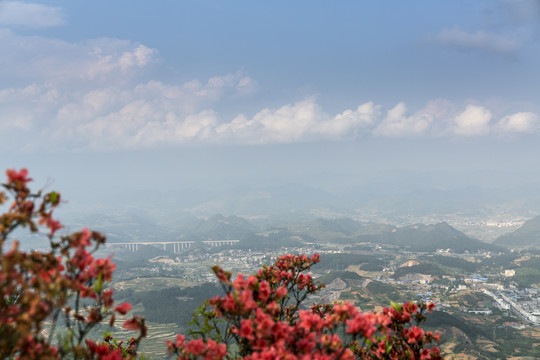 杜鹃花天空背景