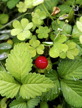 夏天草本植物蛇莓野果