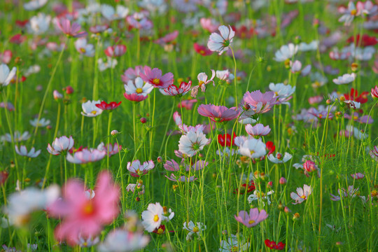 花草背景