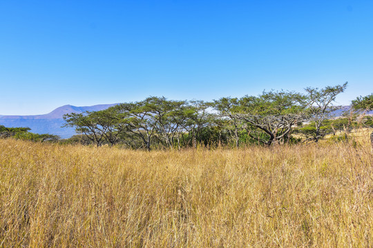 非洲草原树木