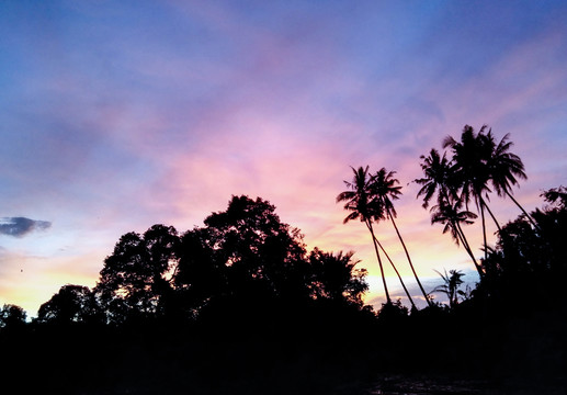 椰子树影
