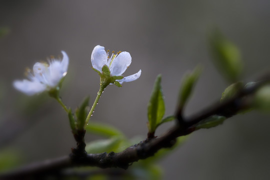 两朵桃花