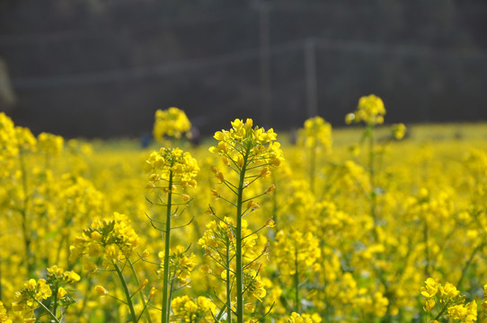 油菜花