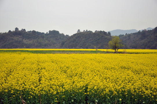 油菜花