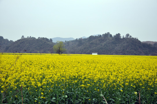 油菜花