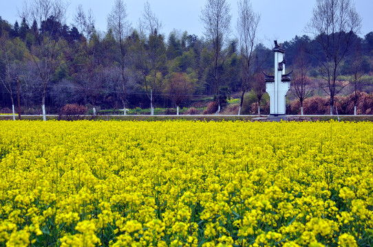 油菜花