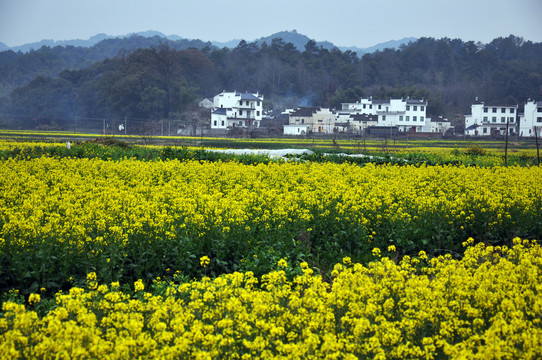 油菜花