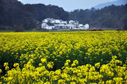 油菜花