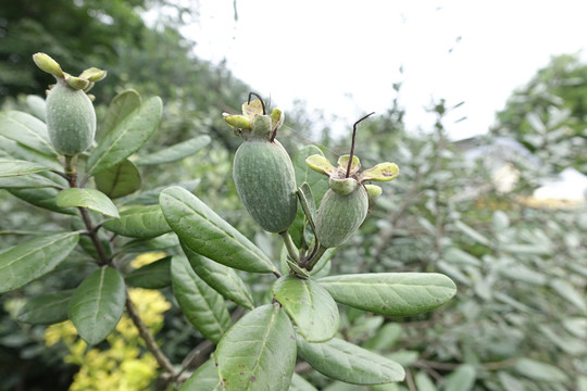 菲油果