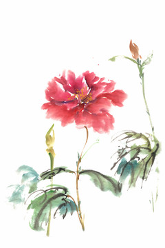 鮮艷的牡丹花