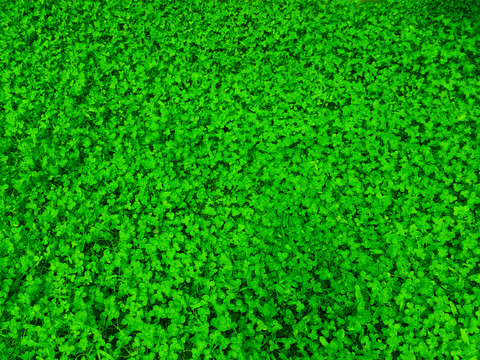 绿色墙体