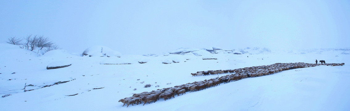 雪中放牧