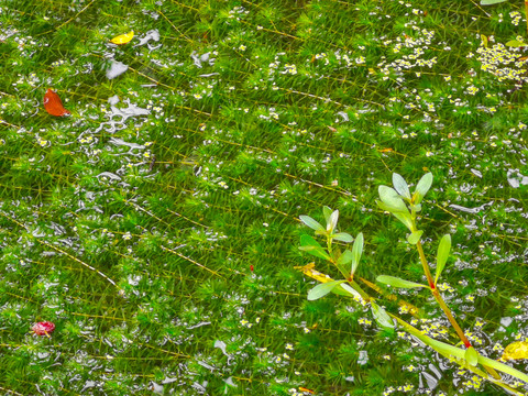 水草