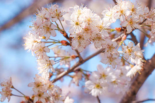 樱花樱桃花