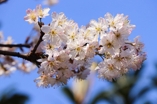 樱花樱桃花