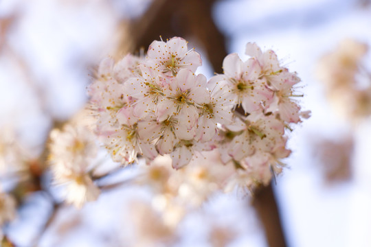 樱花樱桃花