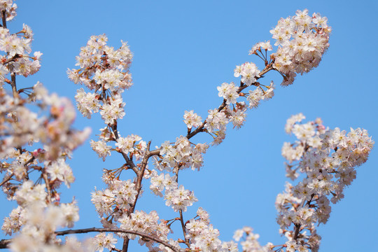 樱花樱桃花