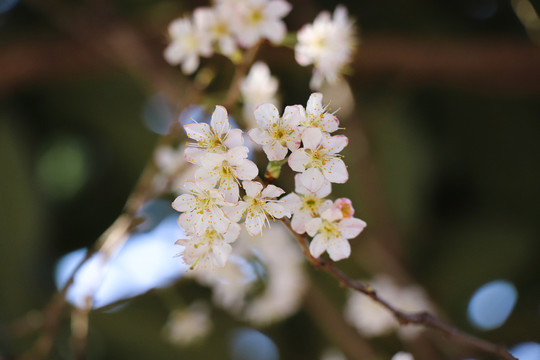 樱花樱桃花