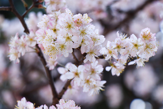 樱花樱桃花