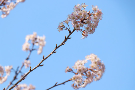 樱花樱桃花