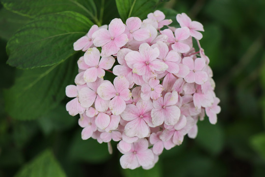 紫阳花绣球花