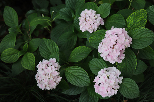 紫阳花绣球花