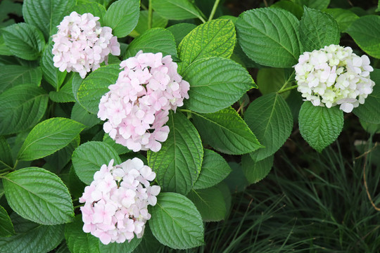 紫阳花绣球花