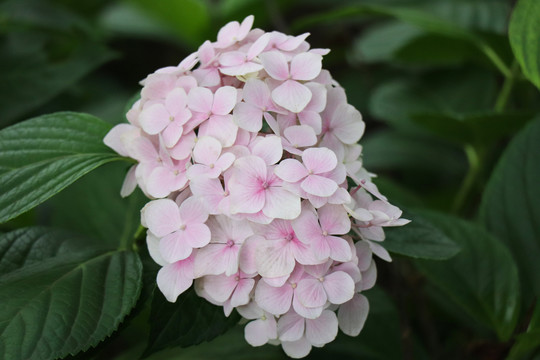 紫阳花绣球花