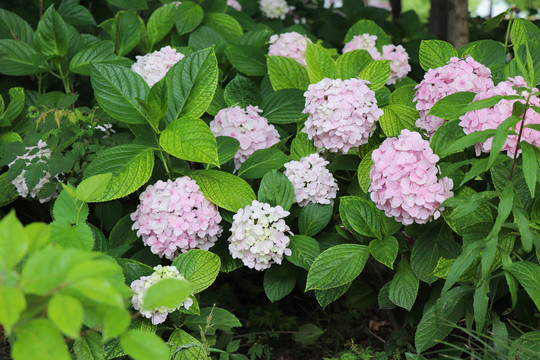 紫阳花绣球花