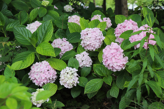 紫阳花绣球花