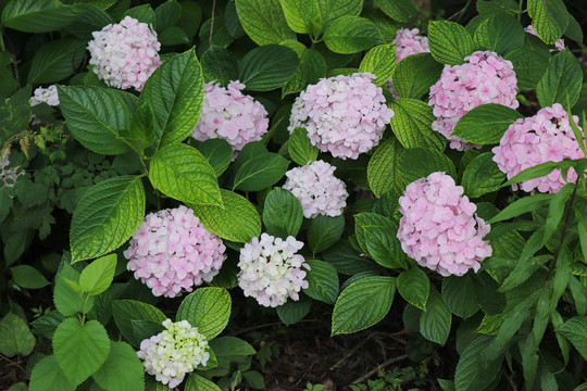 紫阳花绣球花