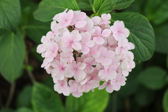 紫阳花绣球花