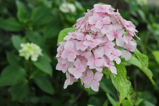 紫阳花绣球花