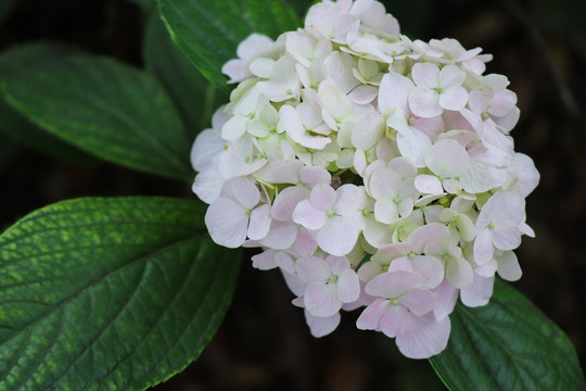 紫阳花绣球花