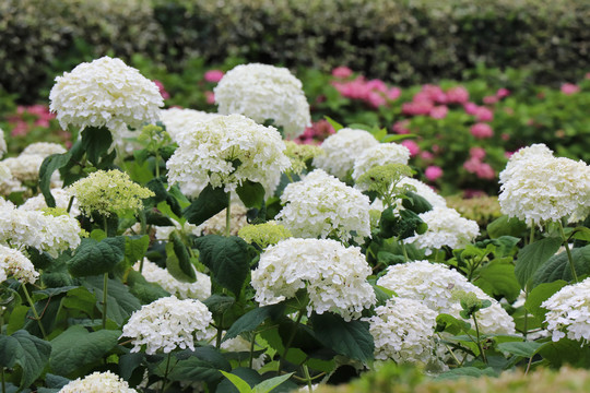 绣球花紫阳花