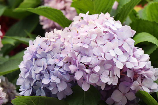 绣球花紫阳花