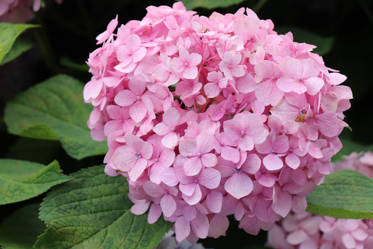 绣球花紫阳花