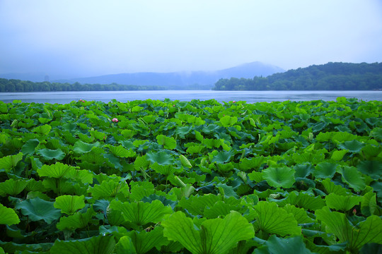 曲院风荷